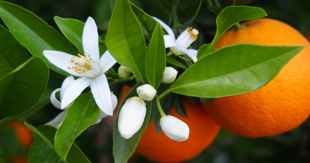 Bagnodoccia Paglieri  ai Fiori di Sakura, Narciso e Fiori di Arancio