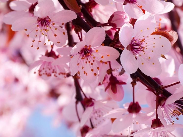 Bagnodoccia Paglieri  ai Fiori di Sakura, Narciso e Fiori di Arancio